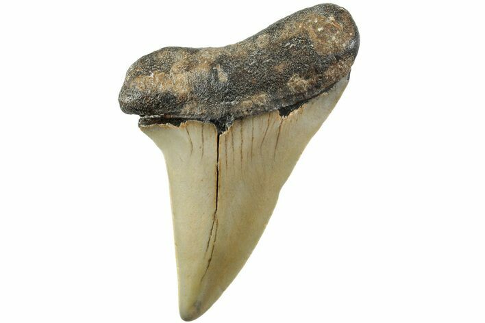 Fossil Broad-Toothed Mako Shark Tooth - North Carolina #235227